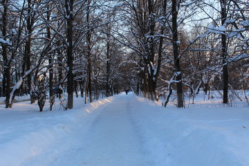 Obraz premium snowy road in winter forest