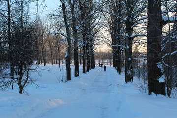 Fototapeta premium winter in the park