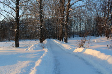 snowy road in winter forest