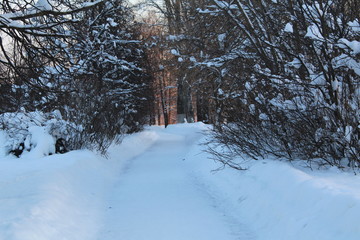 Fototapeta premium road in winter forest