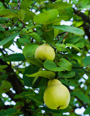 green pears on a tree