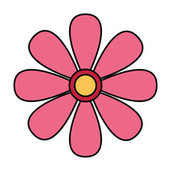 daisy flower on white background