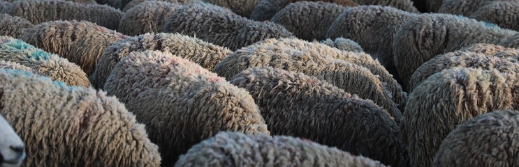 troupeau dans les collines de Haute-Provence