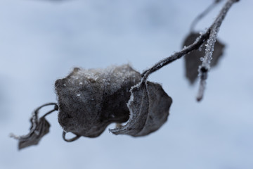 Brązowy uschnięty liść pokryty szronem na tle śniegu