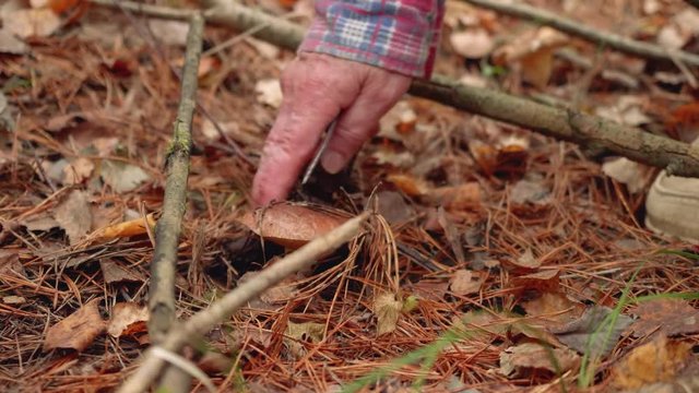 Mushrooms in forest. Mushroom picker gathers mushroom in autumn forest