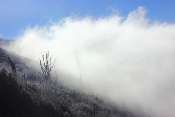 Niebla en la ladera