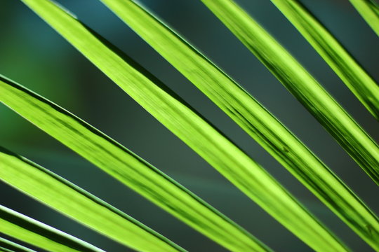 Verdes y lisas