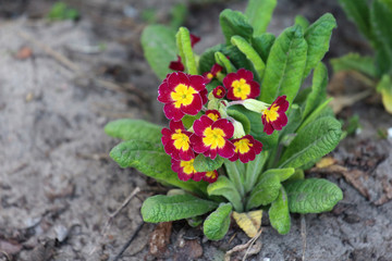 Flower in the garden