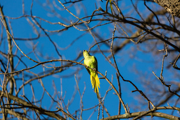 Parrot on the tree