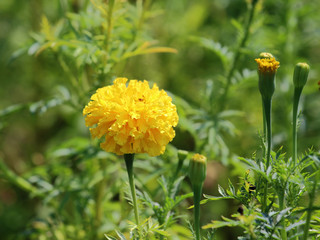 Flower in the garden, yellow marigolds