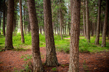 Fir Tree Forest