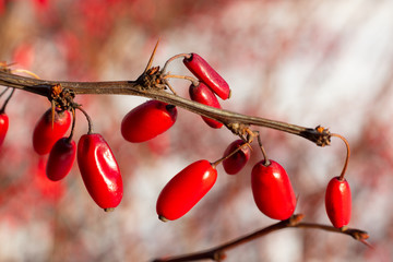 Owoce czerwonego krzewu