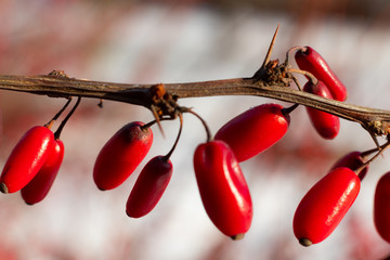 Czerwona nasiona krzewu na gałązce