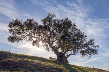 Fototapeta premium Dąb kalifornijski podświetlany promieniami słońca w pobliżu Los Olivos w winnicy w Kalifornii w Stanach Zjednoczonych