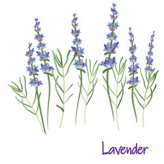 lavender flowers, vector drawing medicinal plant botanical illustration, isolated floral element - Vector
