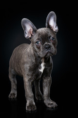 French bulldog puppy standing on black background