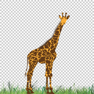 Giraffe vector animal illustration for t-shirt. Sketch tattoo design.