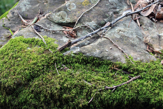 Muschio boschivo leucobryum juniperoide su roccia