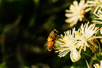 Schwebefliegen und Trauer Rosenk&auml;fer