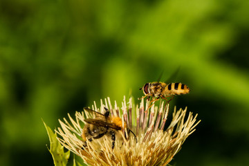 Schwebefliegen und Trauer Rosenkäfer