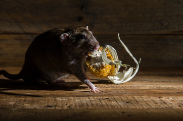 Rat stealing corn.