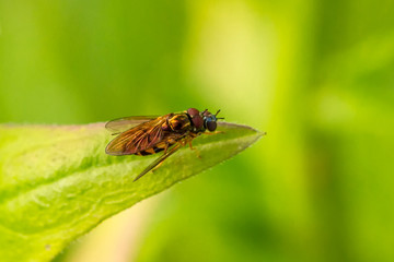 Schwebefliegen und Trauer Rosenkäfer