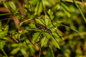Schwebefliegen und Trauer Rosenkäfer