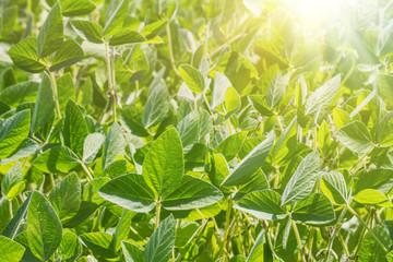 Rural landscape - field the soybean (Glycine max) in the rays summer sun, closeup