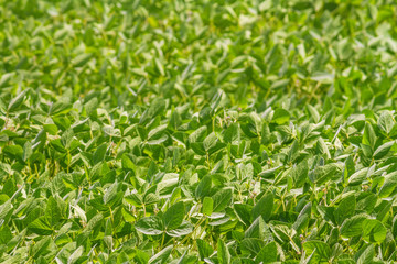 Rural landscape - field the soybean (Glycine max) in the rays summer sun, closeup