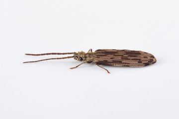 Reticulated Beetle - Side View