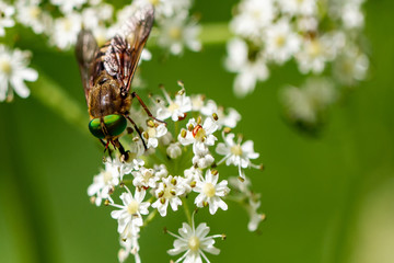 Schwebefliegen und Trauer Rosenkäfer