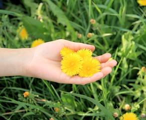 hands with dandelion flowers