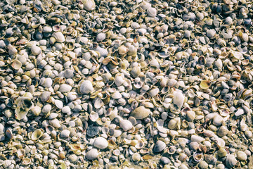 Shells on the sea coast after the storm, background, texture, pattern