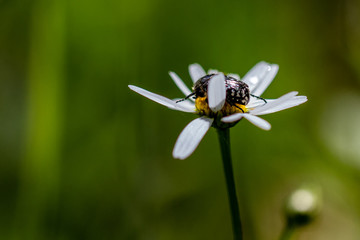 Schwebefliegen und Trauer Rosenkäfer