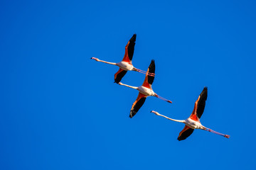 Trois flamants roses en vol. Ciel bleu.