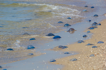 Jellyfish (Rhizostomeae) thrown on sandy shore, the Black Sea coast of Ukraine