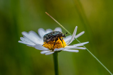 Schwebefliegen und Trauer Rosenkäfer