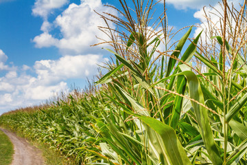 Rural landscape - corn field on sunny hot summer day