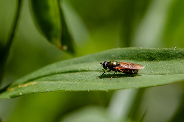 Schwebefliegen und Trauer Rosenkäfer