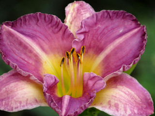 Naklejka premium Day-lily