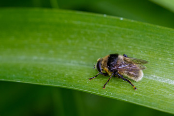 Schwebefliegen und Trauer Rosenkäfer