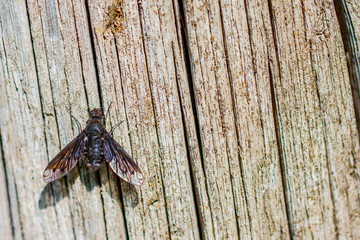 Schwebefliegen und Trauer Rosenkäfer