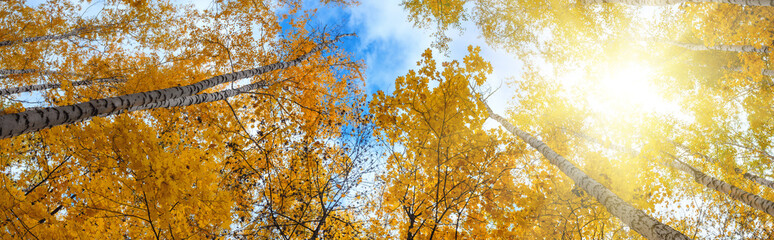 Birch grove view of the crown of the trees and sky on sunny autumn day, panorama, banner