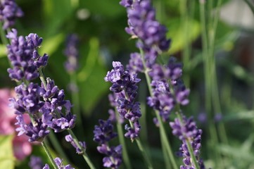 Lavendel