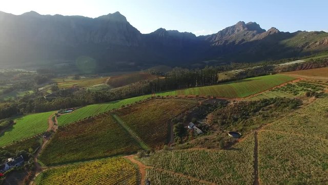 aerial view of beautiful vineyard and mountain landscape in the cape winelands, Stellenbosch, Cape Town
