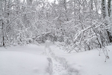 Fototapeta premium Winter fairy landscape - snow-covered road through the deciduous forest, ski track