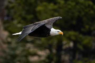 Majestic Flight - American Bald Eagle