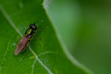Schwebefliegen und Trauer Rosenkäfer