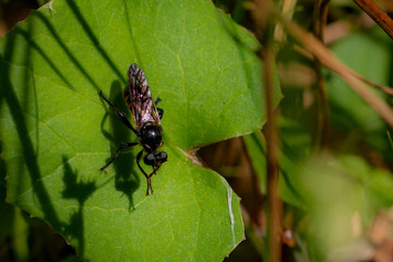 Schwebefliegen und Trauer Rosenkäfer