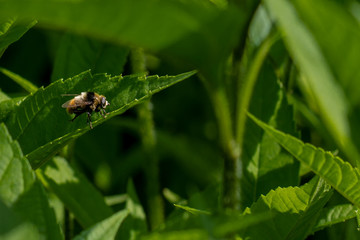 Schwebefliegen und Trauer Rosenkäfer